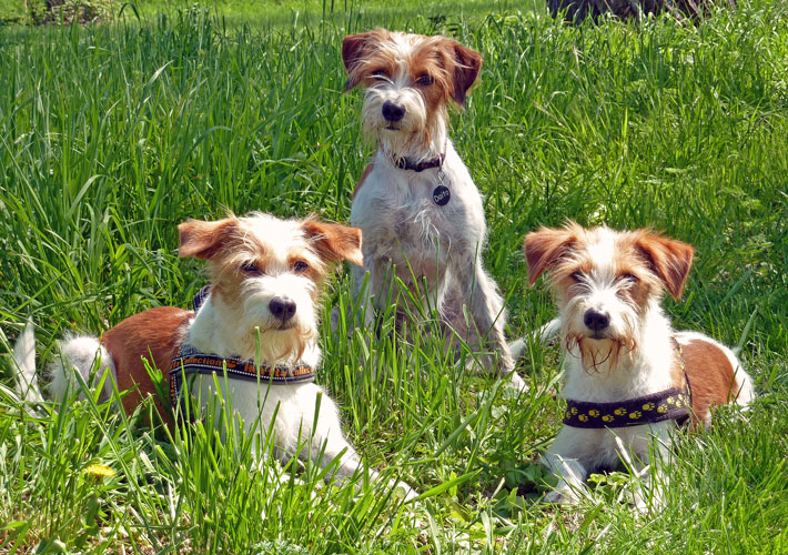  Nessel, Daito & D&uuml;se