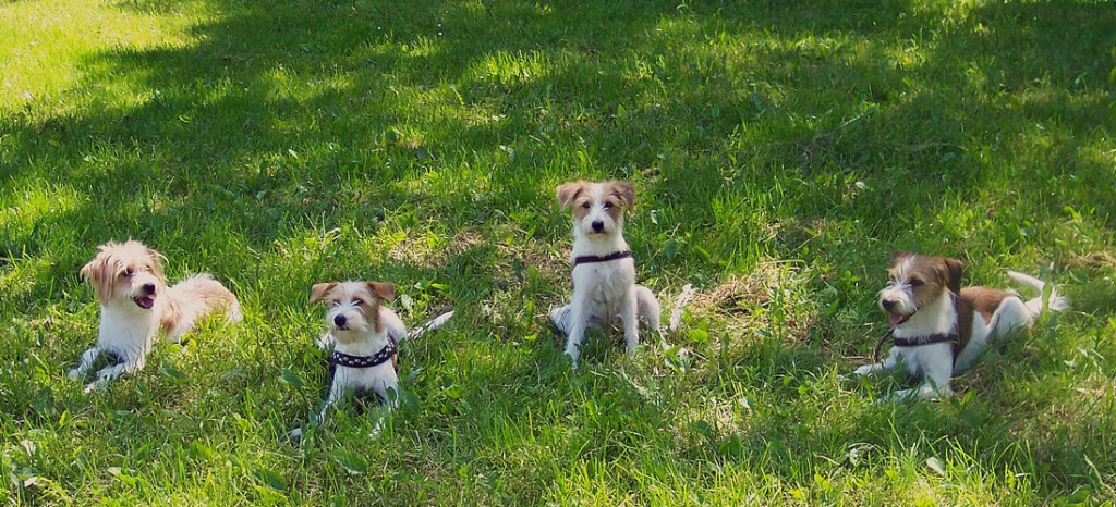  Darwin, Nessel, D&uuml;se & Dasper